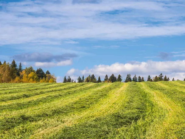 Gemähtes Gras auf einem Feld in Schwaden