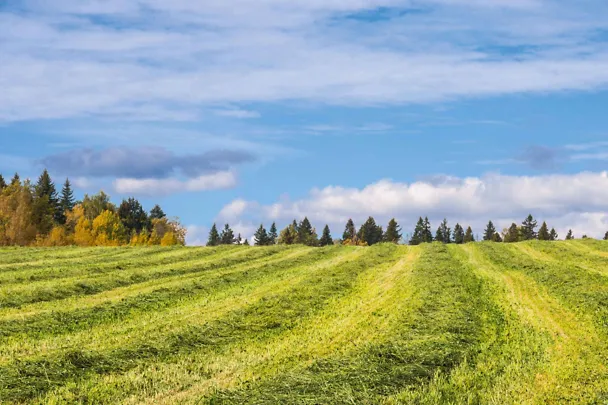 Gras in Schwaden vor der Grasernte im Herrbst