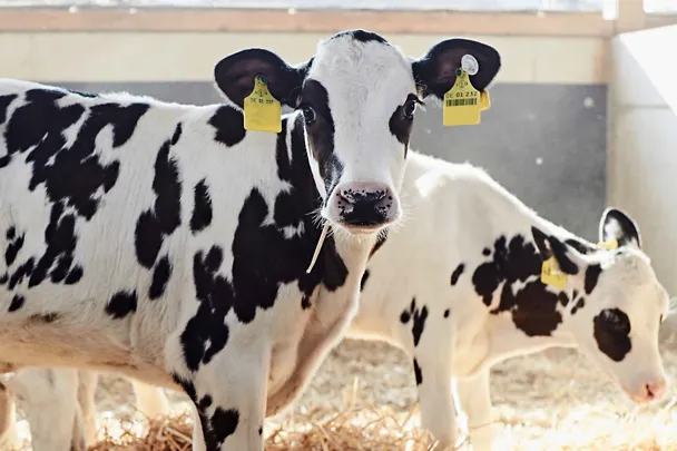 Zwei Kälber stehen auf Stroh