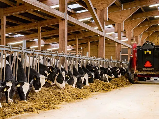 Mischwagen verteilt Futter im Kuhstall und Kühe fressen es