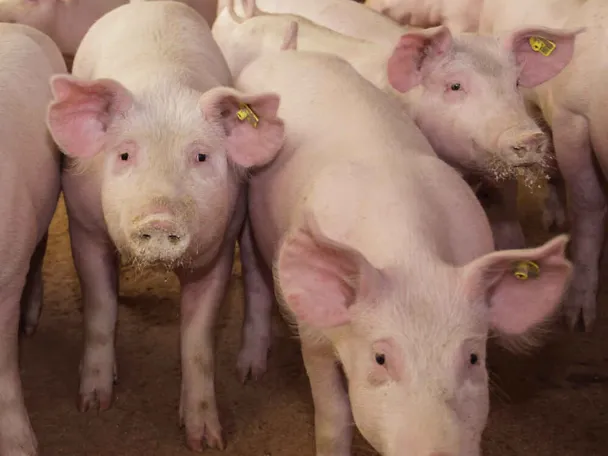 Schweine mit Futter am Maul Schweine mit Futter am Maul