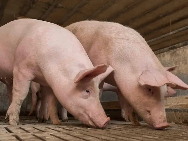 Zwei Mastschweine im Maststall