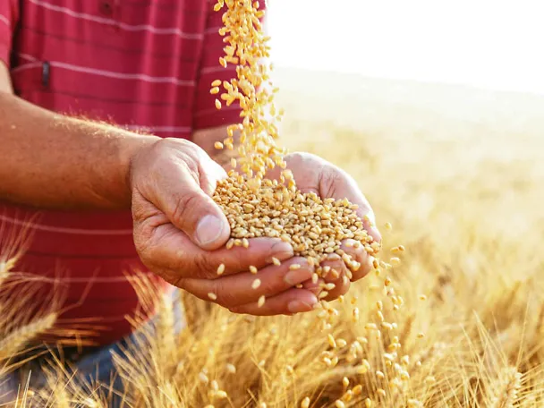 Mann steht im Getreidefeld und prüft Getreidekörner