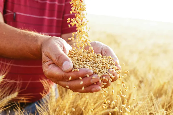 Mann hält Getreidekörner im Getreidefeld