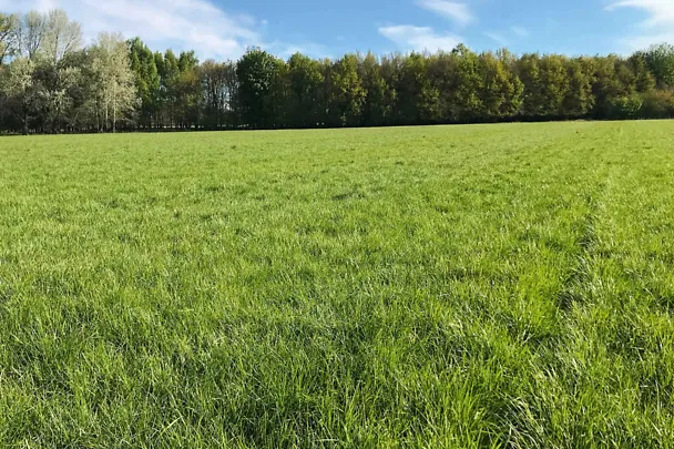 Grünlandbestand im Frühling