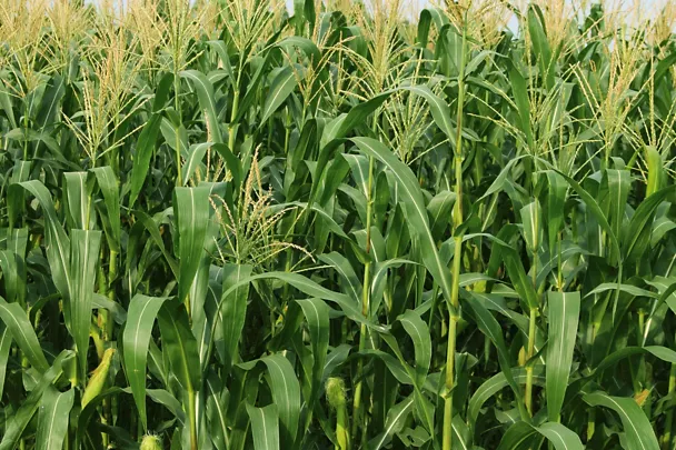 Maispflanzen auf dem Feld Maispflanzen auf dem Feld