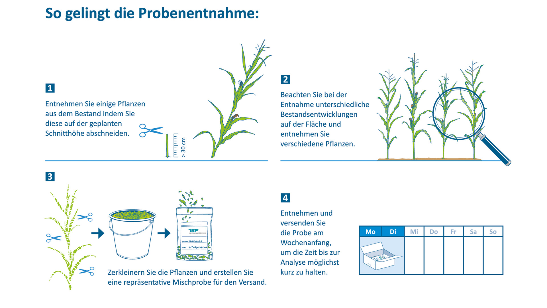 Anleitung Frischmaisprobe