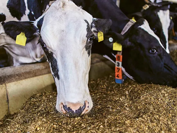 Zwei Holstein-Frisian beim Fressen