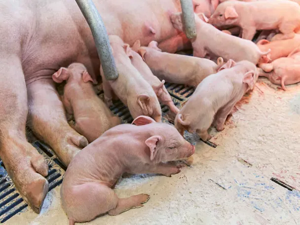 Ferkel und ihre säugende Muttersau Ferkel und ihre säugende Muttersau