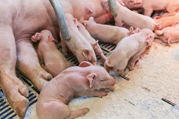 Sau mit Ferkeln im Abferkelstall