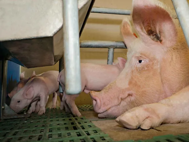 Saugferkel mit Muttersau