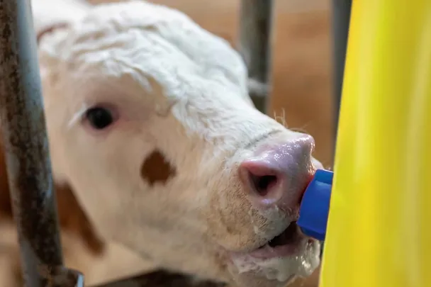 Kalb an einem Nuckeleimer trinkt Milch