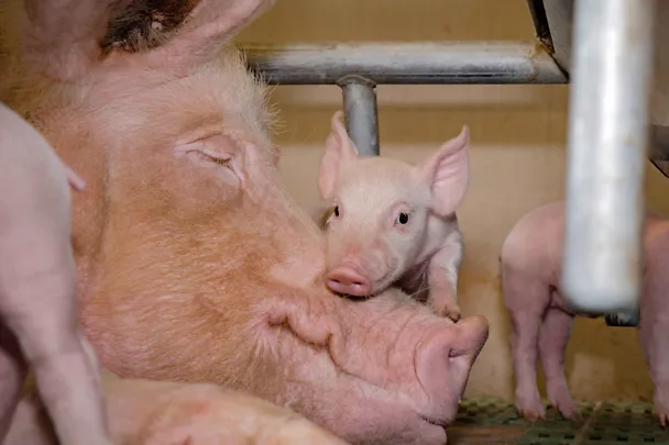 Sau mit Ferkel