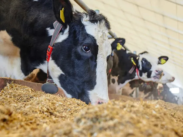 Kühe fressen Futter im Stall