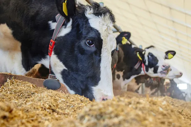 Holstein-Kühe am Futtertisch