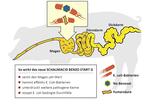 Wirkung von SCHAUMACID BENZO START G