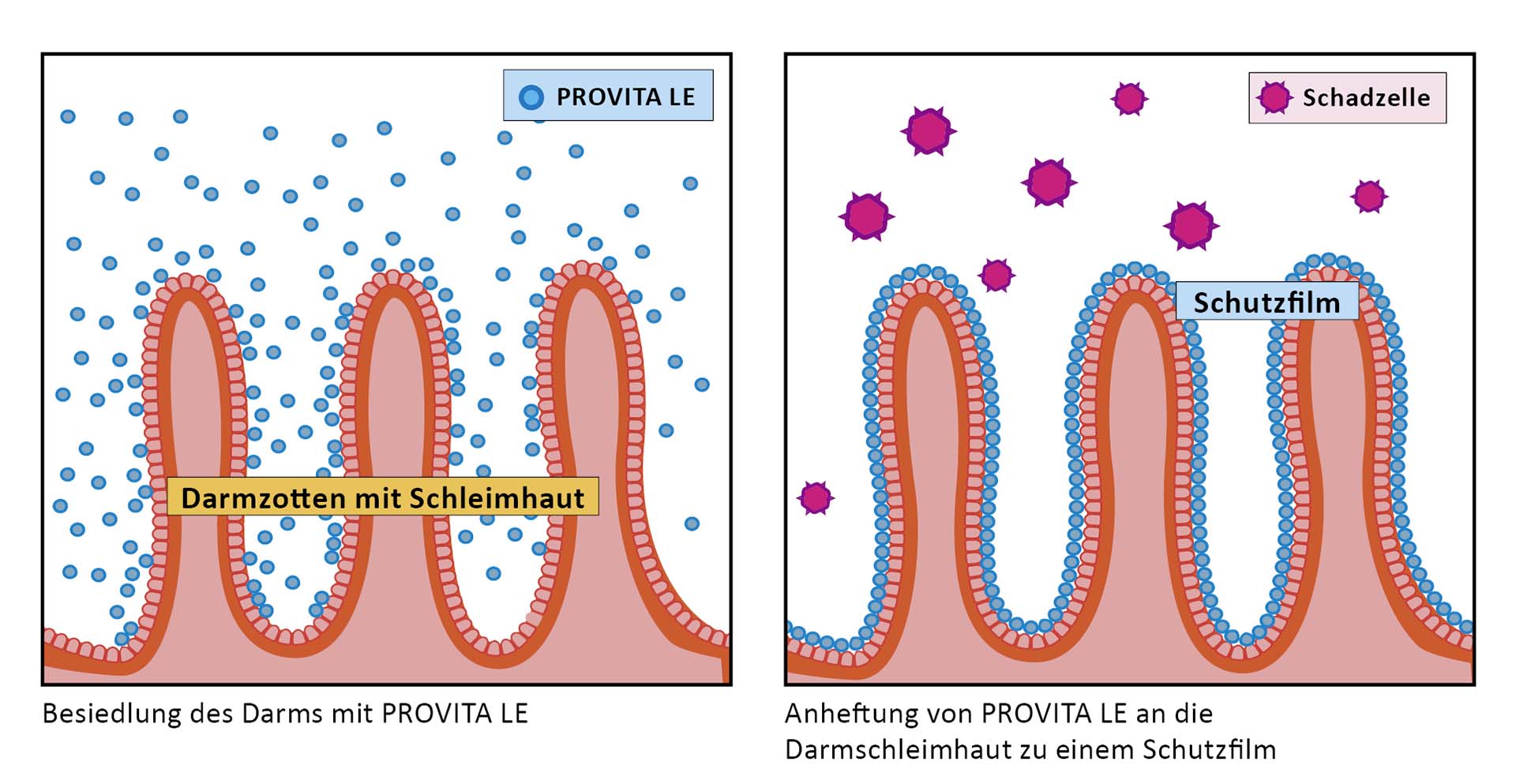 Bildung eines Schutzfilms auf der Darmschleimhaut durch PROVITA LE