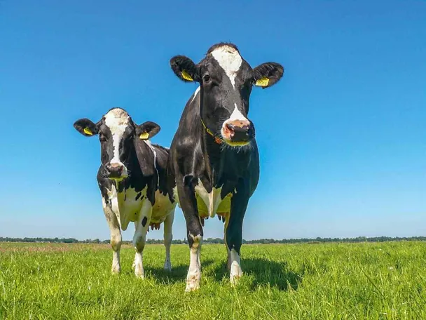 Zwei Milchkühe im Sommer auf der Weide