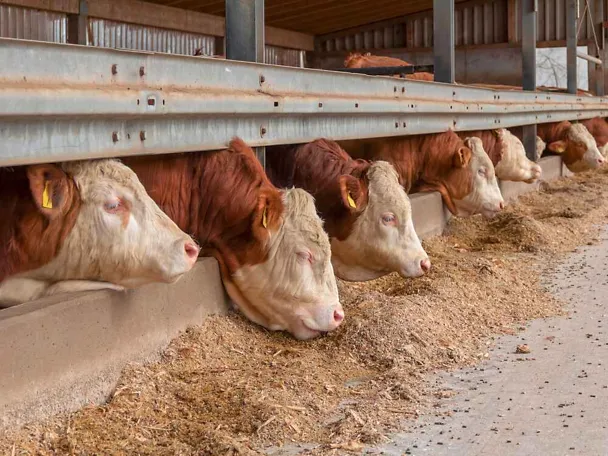 Fleckviehbullen am Trog