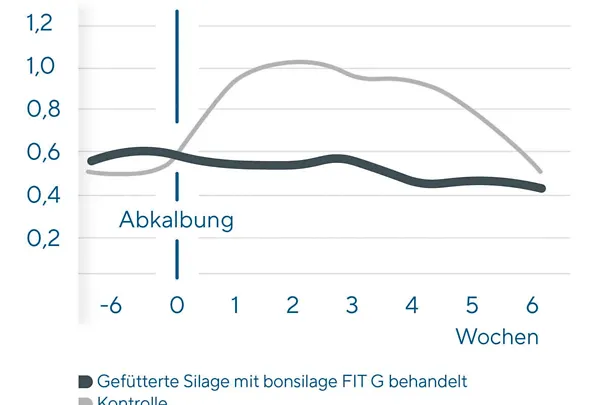 Das Siliermittel bonsilage FIT G  senkt die Ketosegefahr nach dem Kalben