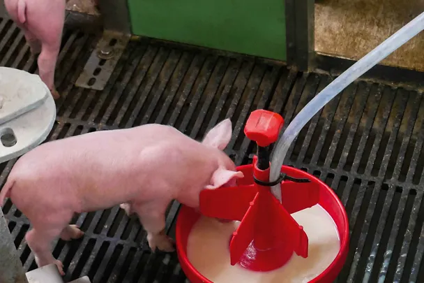 Ferkelbeifütterung mit der BI-LACTAL-BAR