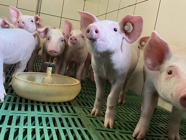 Ferkel Ferkel