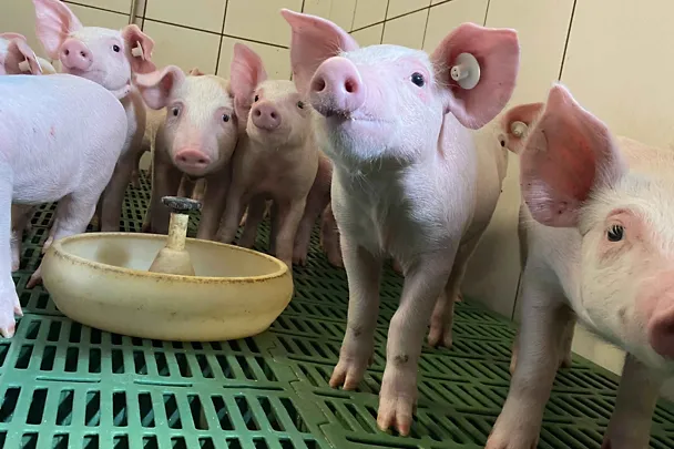 Ferkel im Stall