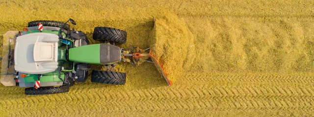Ein Traktor verteilt Maissilage auf einem Maissilo