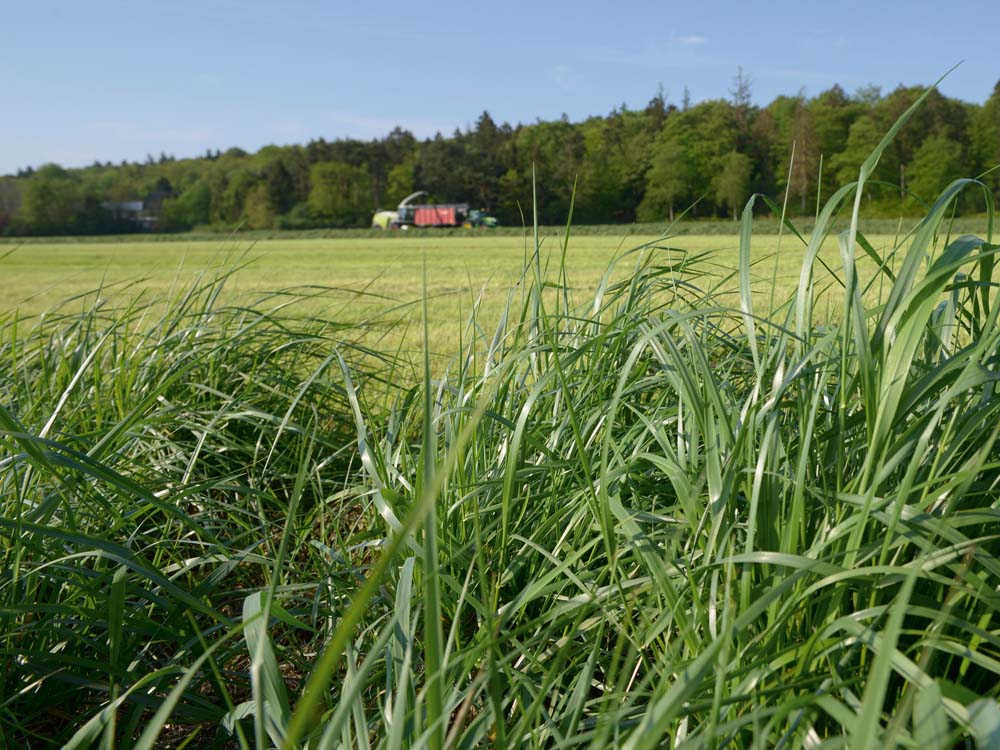 Grasernte auf Gut Hülsenberg