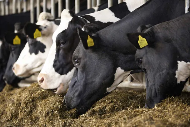 Lypsylehmät ruokintapöydän ääressä