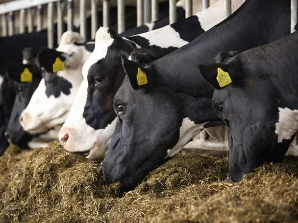 Lypsylehmät ruokintapöydän ääressä