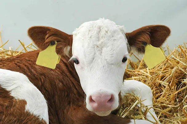 Vasikka makaa olkien päällä 