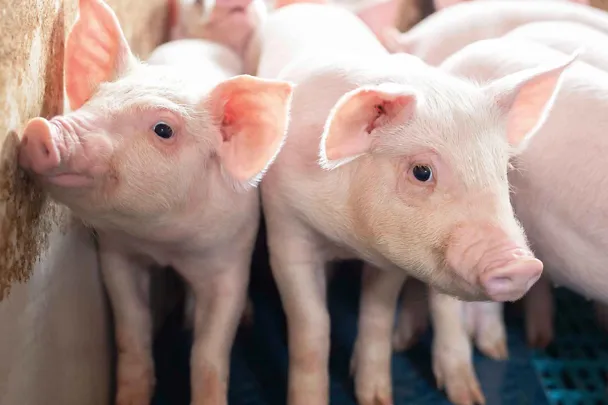 Vieroitettuja porsaita