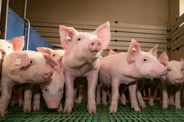 porsaat sikalassa porsaat sikalassa