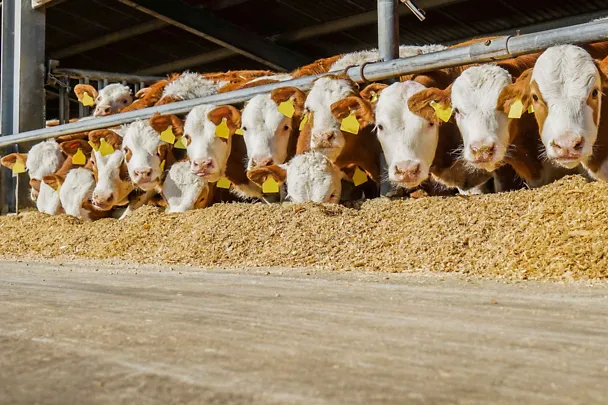 Sonnit ruokintapöydän ääressä