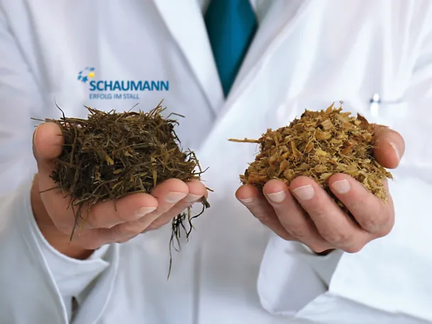 Zwei Hände halten Silagen 