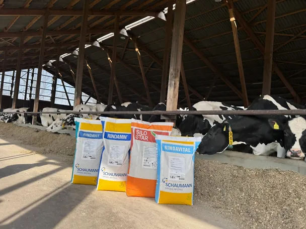 Vier SCHAUMANN-Produkte für Rinder für die heißen Monate Vier SCHAUMANN-Produkte für Rinder für die heißen Monate