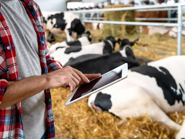 Mann mit Tablet im Kuhstall betrachtet News & Media 