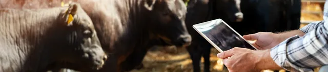 Eine Person nutzt Cow-how beef von SCHAUMANN am Tablet im Bullenstall