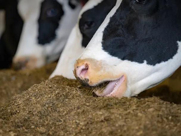 Rinder am Fressen Nahaufnahme