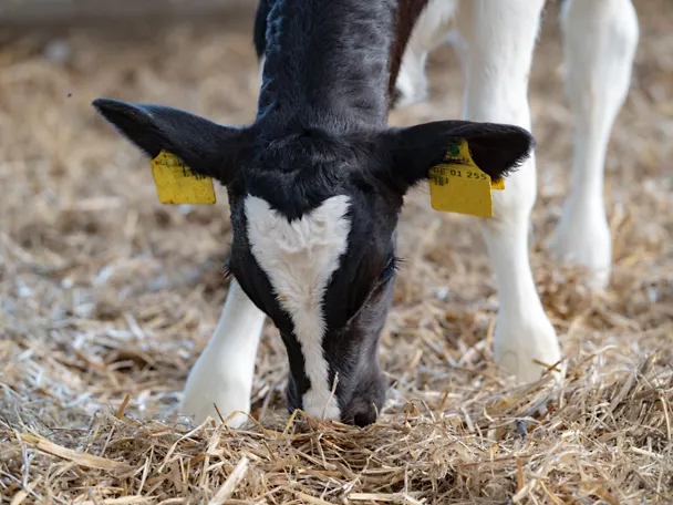 de_union_foto_Nahaufnahme_Kalb_2_fh de_union_foto_Nahaufnahme_Kalb_2_fh