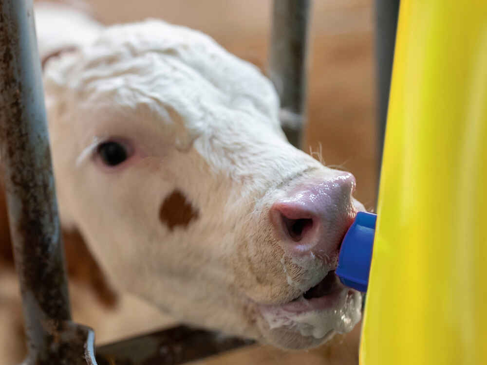 KALBI MILCH TOP S - Mehr Sicherheit ohne Mehrarbeit in der kühlen Jahreszeit