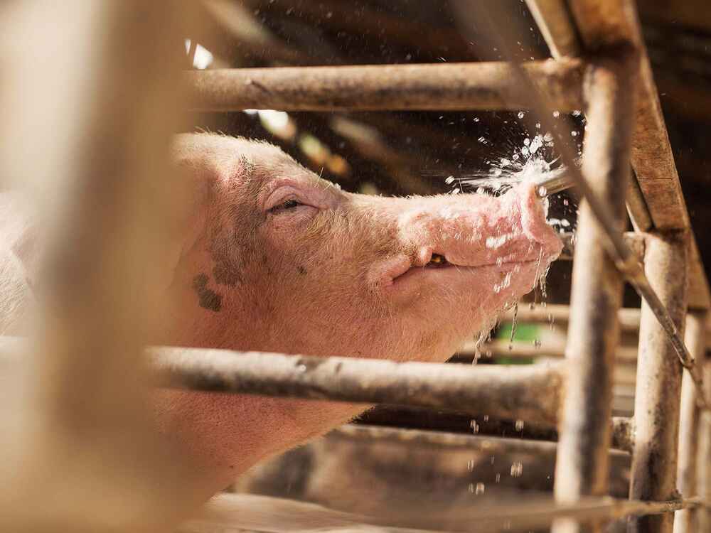 Sauberes Tränkewasser – ein Schlüssel für mehr Erfolg im Stall