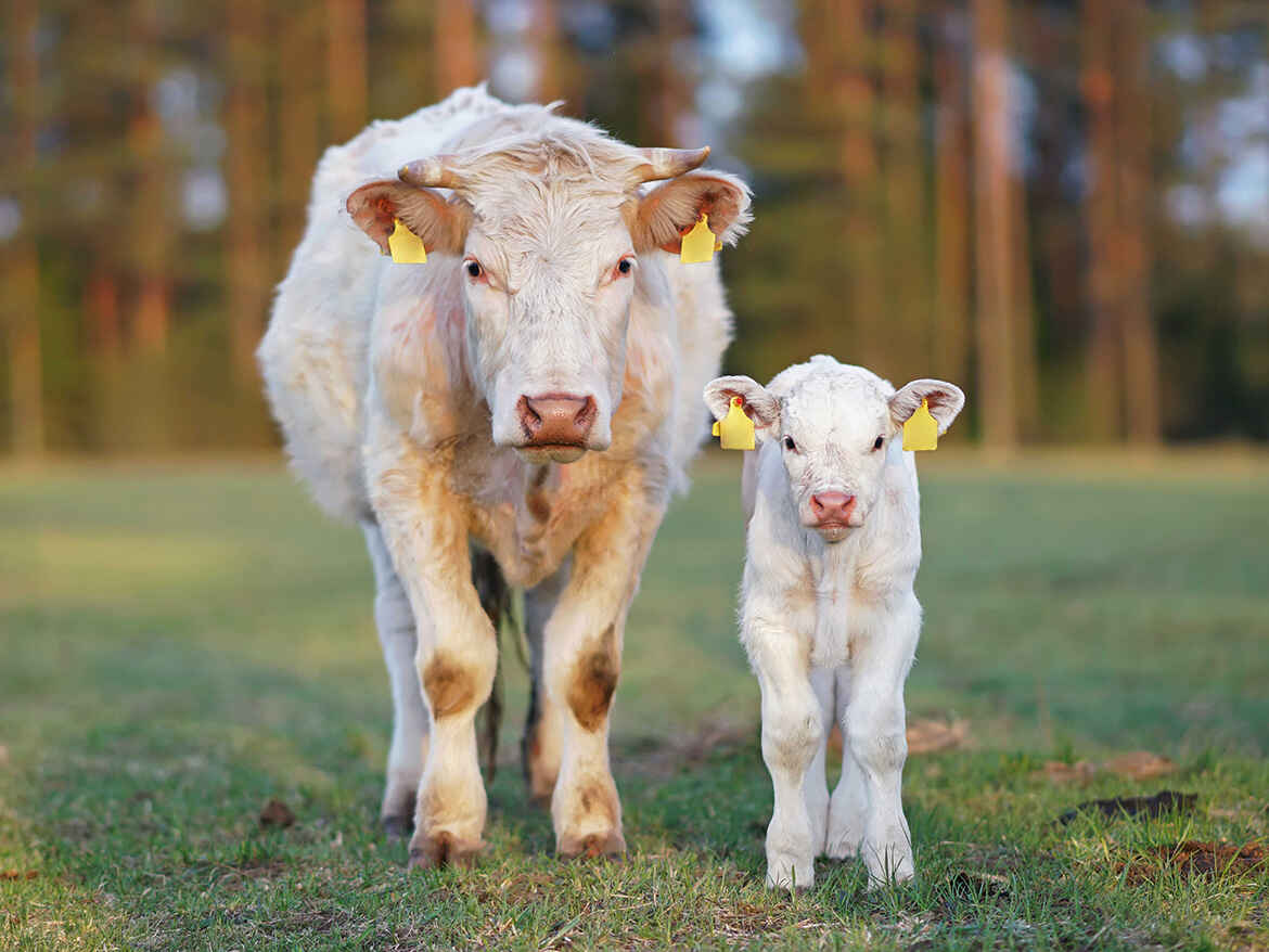 Mutterkuh mit Kalb