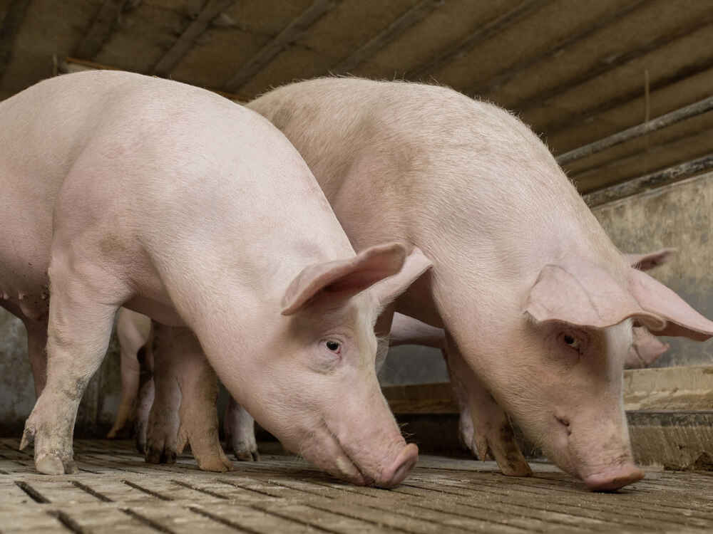 Mastmineralfutter - NATUPIG spart Soja in der Schweinemast