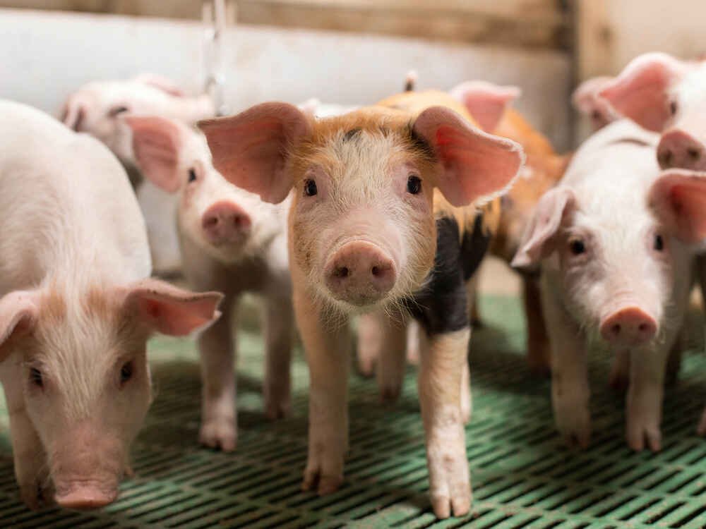 NATUPIG für Ferkel – Gesunder Darm, leistungsfähiges Tier