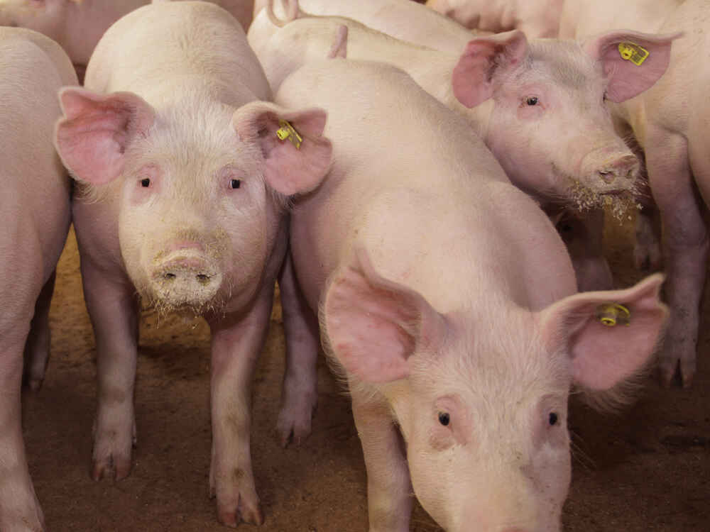 SCHAUMASAN CONTROL bindet Toxine und stabilisiert die Leistung beim Schwein