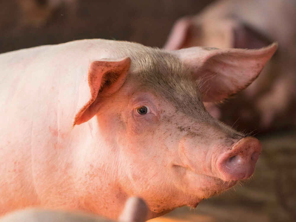 Stabile Leistungen trotz steigender Temperaturen im Sommer