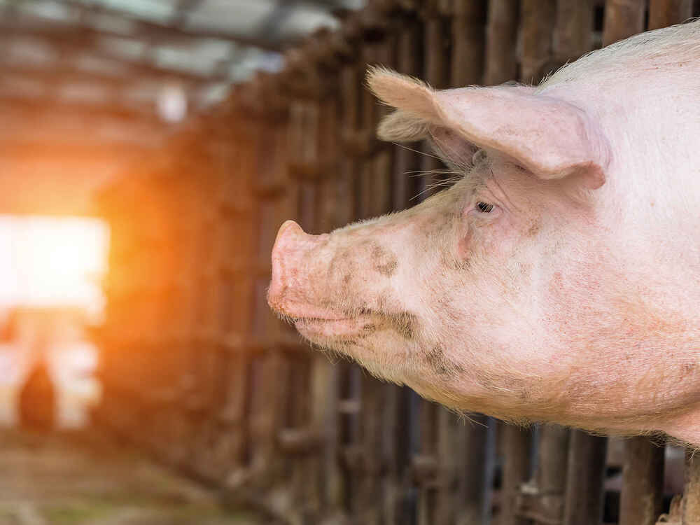 CERAVITAL XP nutzt Rohprotein im Futter besser aus