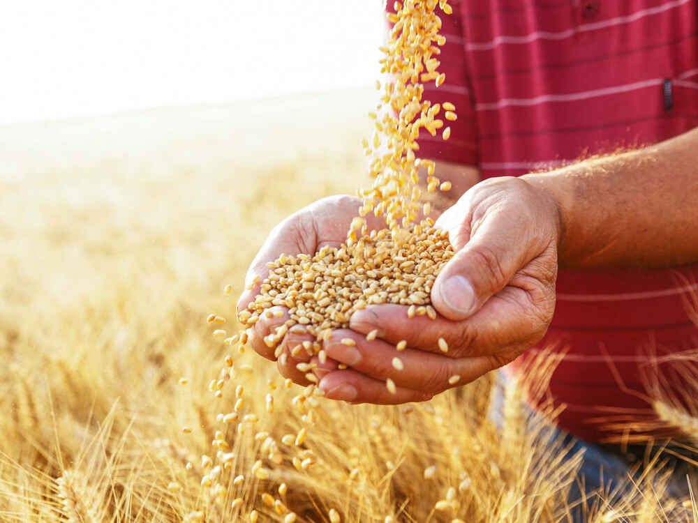 Nährstoffmanagement: Getreide richtig bilanzieren